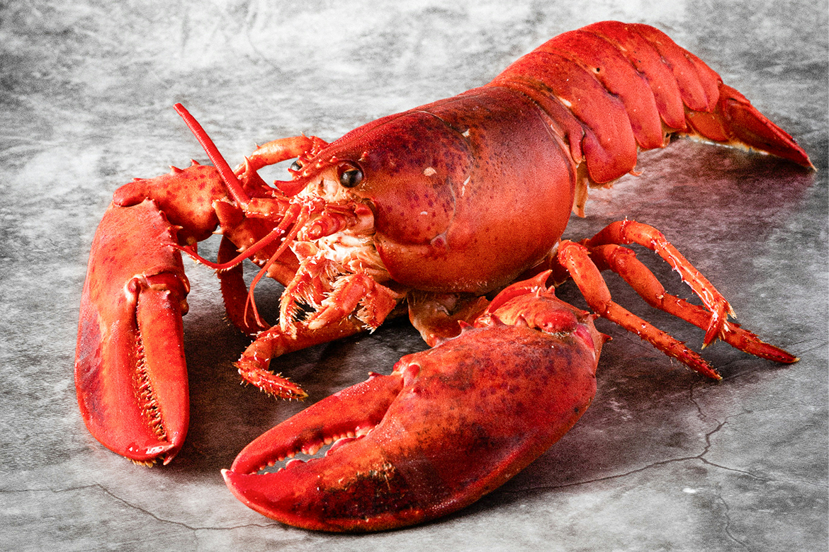 OpenAI Brings OpenClaw Creator In-House, Keeps Project Open Source