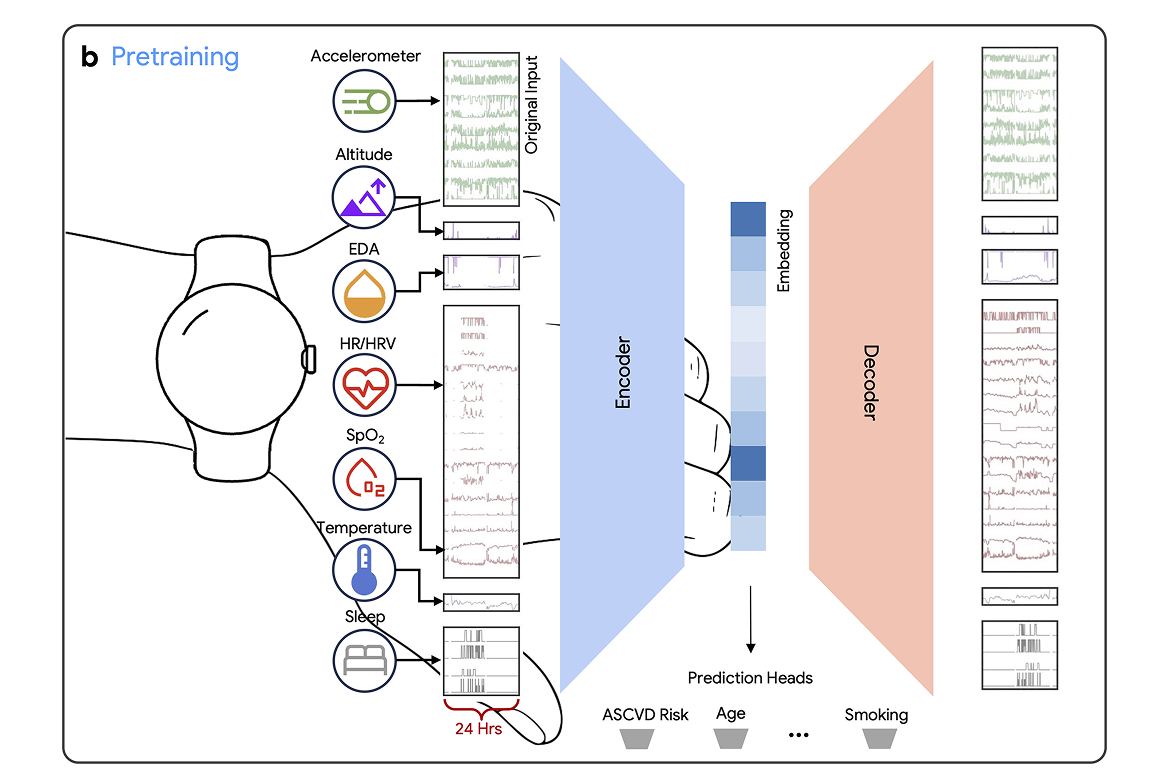 Google Trains Health AI on a Trillion Minutes of Wearable Data