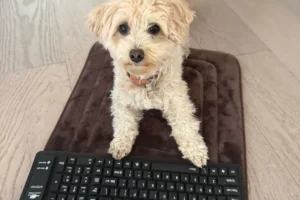 Dog Vibe-Codes Video Games with a Little Help From Claude AI