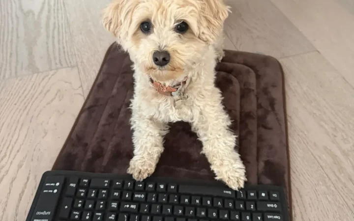 Dog Vibe-Codes Video Games with a Little Help From Claude AI