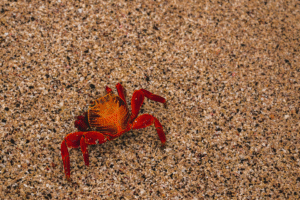 Meta Acquires Moltbook AI Agent Social Network