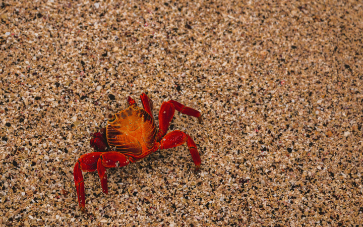 Meta Acquires Moltbook AI Agent Social Network